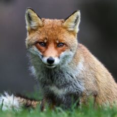Max Mara Fashion Group announces fur-free policy